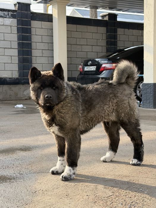 Американская акита