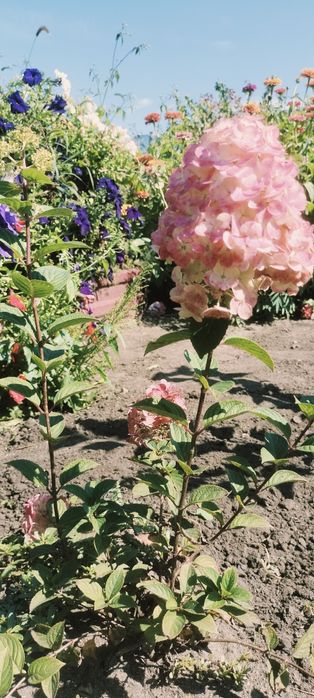 Продам дачу в СО весна.