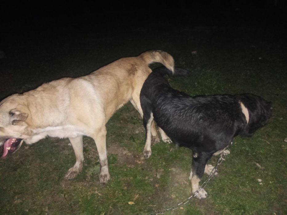 Алабай күшіктерр