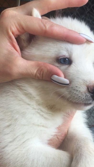 Белый голубоглазый кавалер хаски