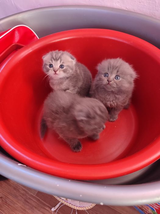 Котята вислоухие шотландцы