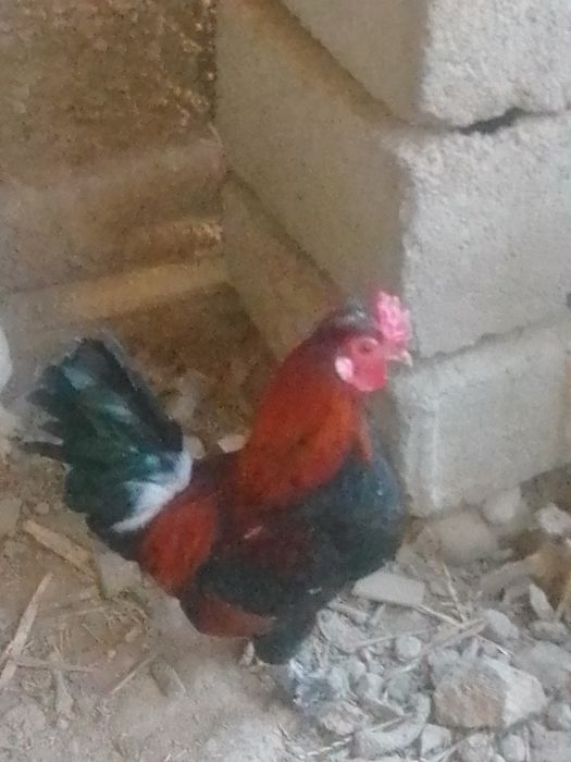 Японски тауықбен  қораздар бар