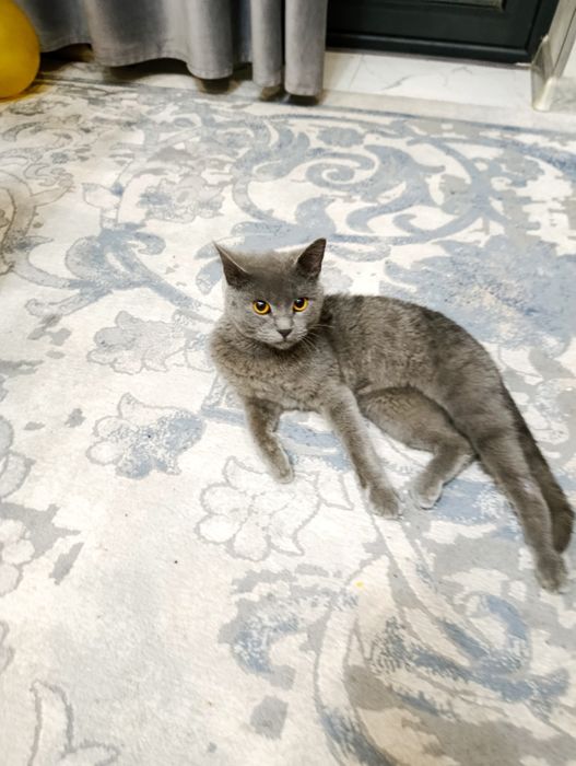 Продается британский кот