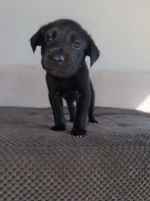 Лео търси семейство