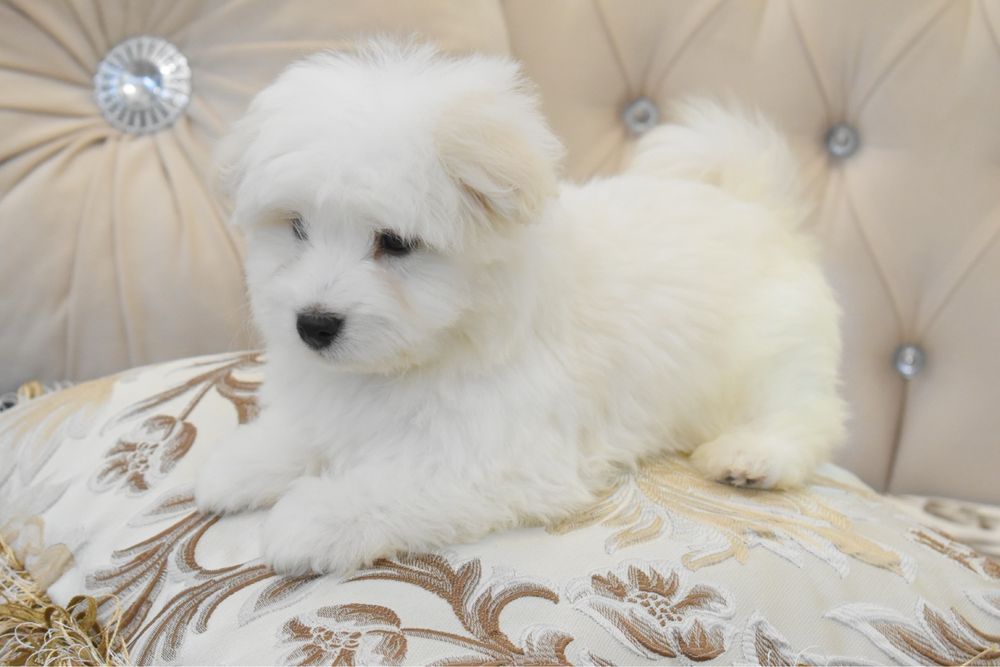 Cățel bichon maltez