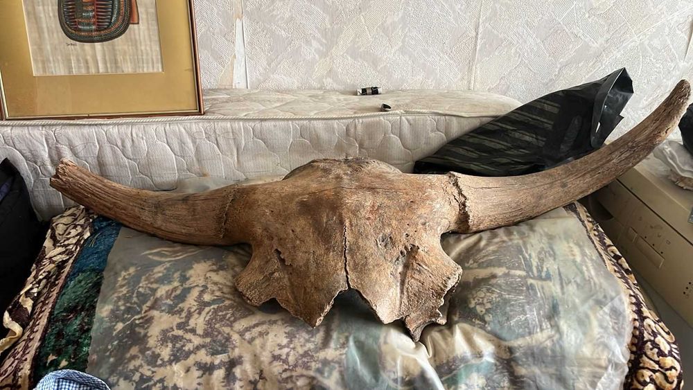Череп древнего бизона