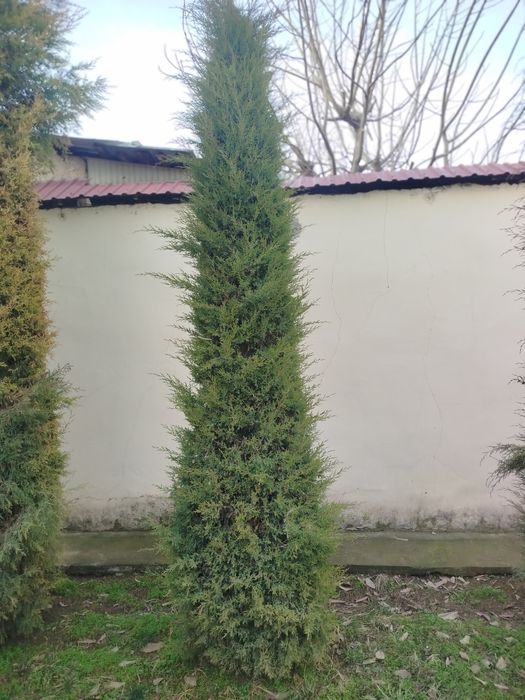 Archa 7 yillik yaxshi zor