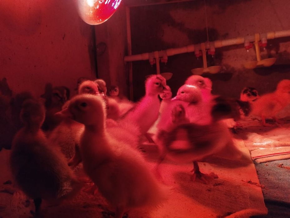 Гусята,утята,цыплята бройлера,цыплята несущки Ломан браун,индюшата,