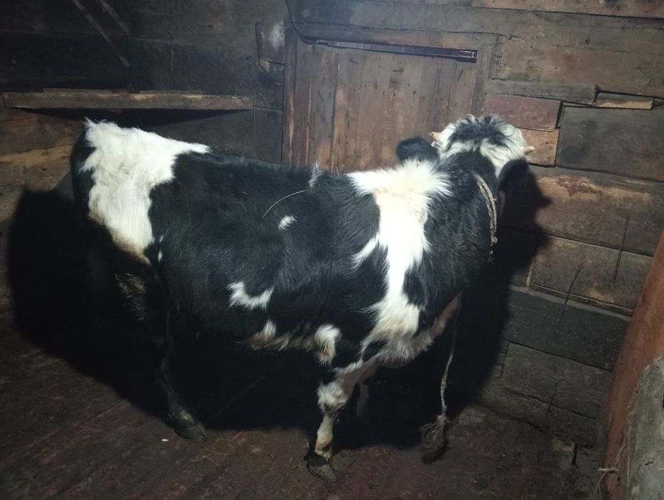 Продам 3бычок 4тёлка оптом