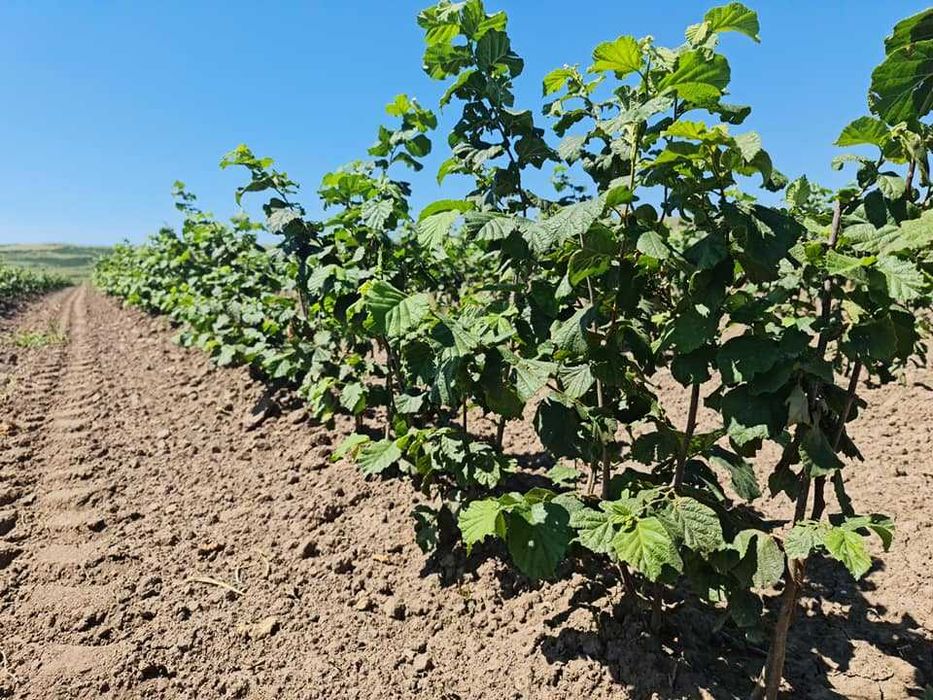 Puieti de alun certificati , eticheta albastra, anul 2