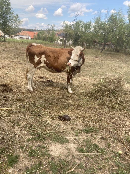 Vand vaca gestanta întro luna