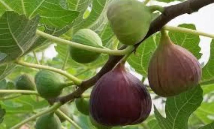 Smochin BIFER 2 productii pe an