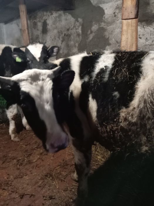 Продам быка на мясо