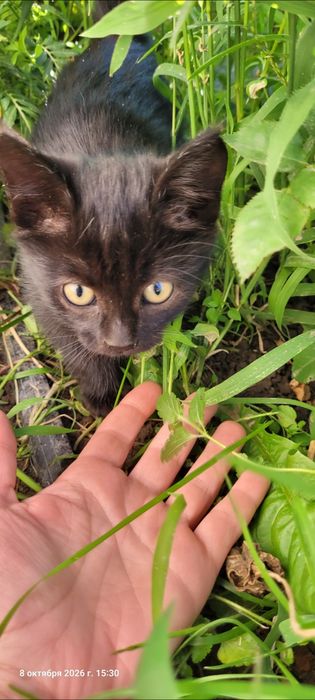 Котенок блестящий черный лоск