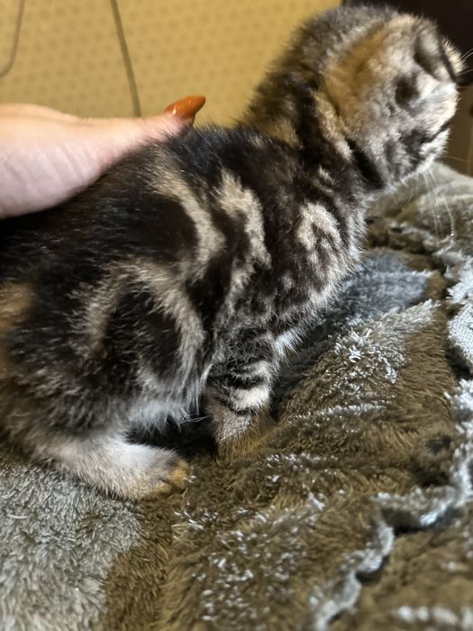 Продам вислоухих котят