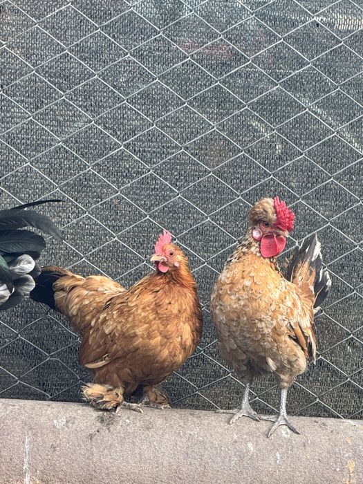 Vand cocosei si gaini pitice