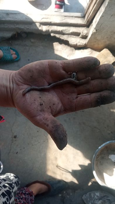 Продаются черви  огородные для рыбалки