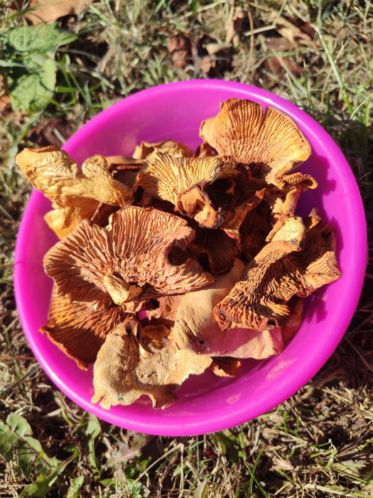 Грибы сушеные продам