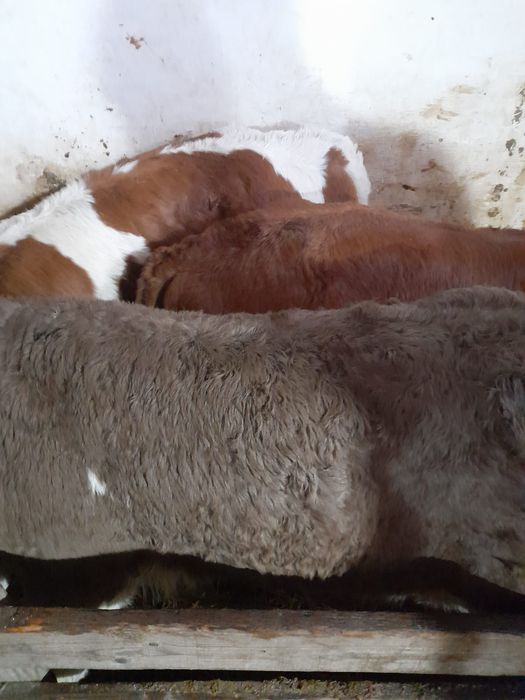 Taurasi și vitele baltati