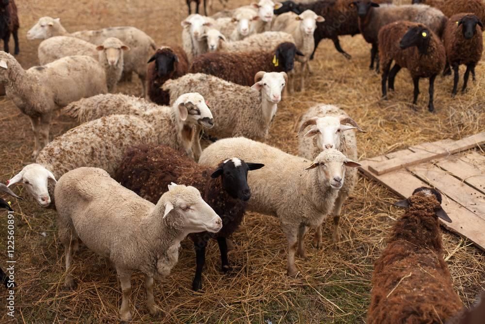 Кой баран сатылады