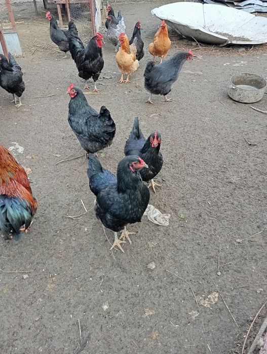 Инкубационные яйца