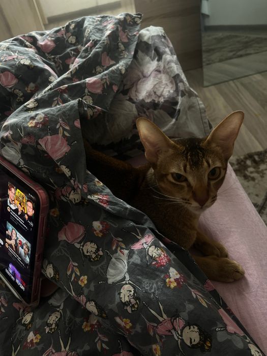 Передержка кошек