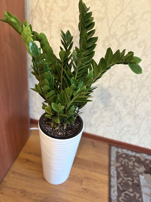 Компатные цветы, замиокулькус