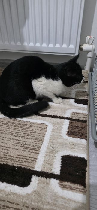 Отдам кота в добрые руки.