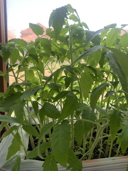 Излишки домашней рассады