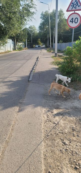 Отдам щенков в добрые руки. Алматы