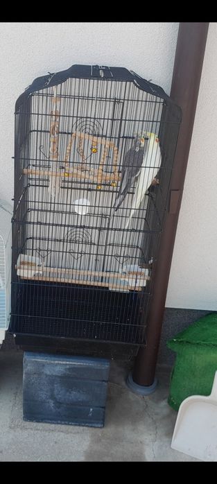 O pereche nimfe vor alta casa
