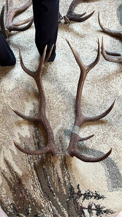 Vand coarne de cerb cantitate mare