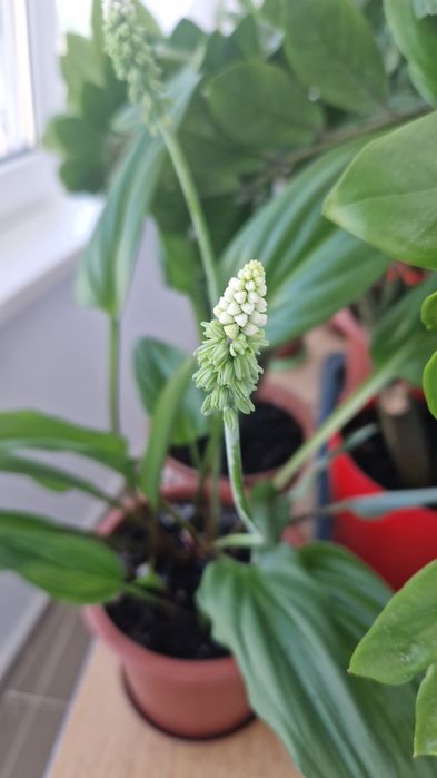 Комнатные растения