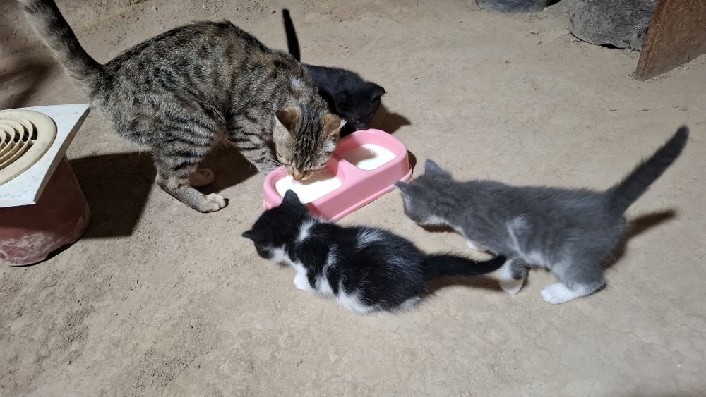 Котята 2 месяцев