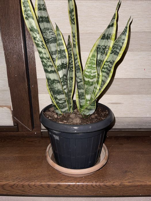 Сансеверия Комнатный цветок.