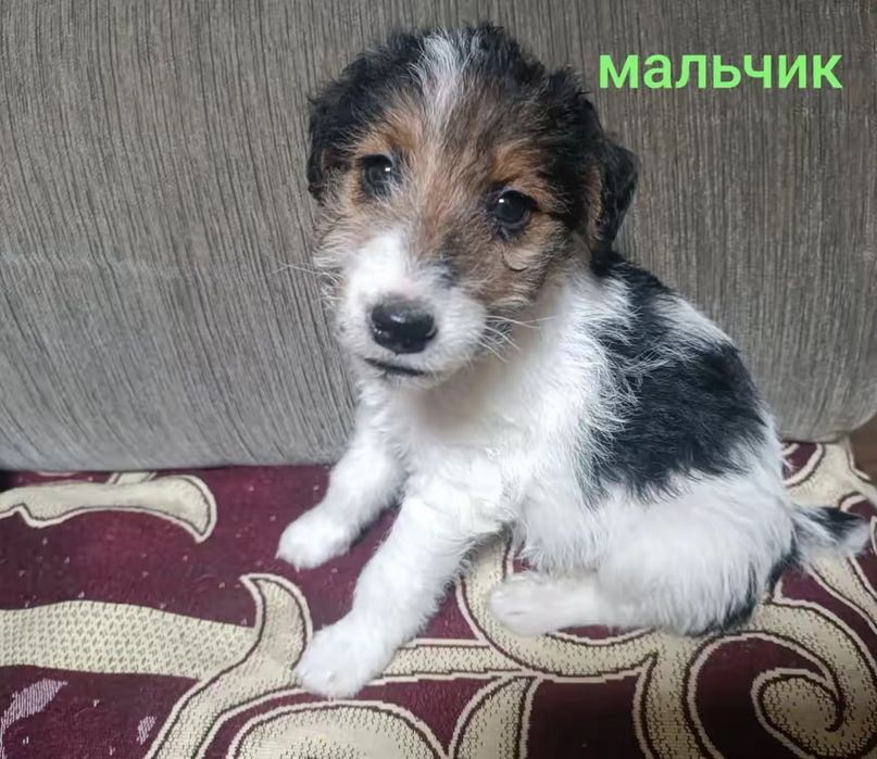 Продам щенков фокстерьеры!