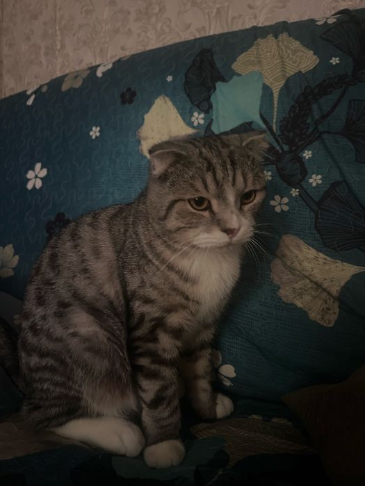 отдам кота в добрые руки