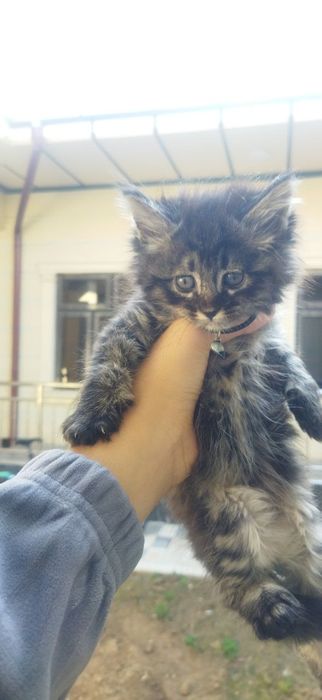 Puhliy mushuk 2 oylik