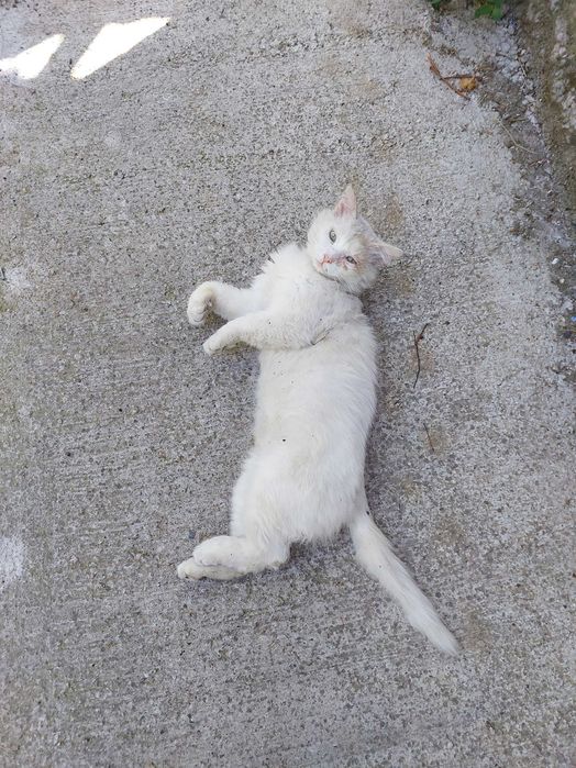 Пристраивается белый котик