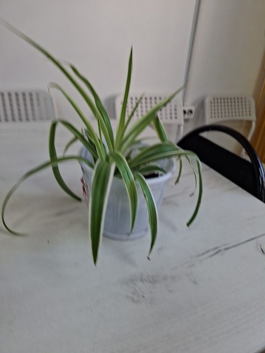 Комнатные  цветы