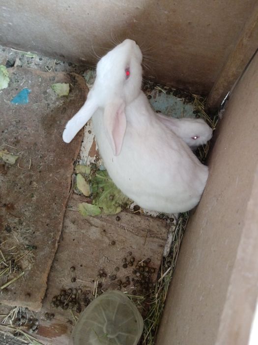 Бугуз куйон сотилади тез кунларда тугади