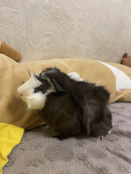 Продам морскую свинку