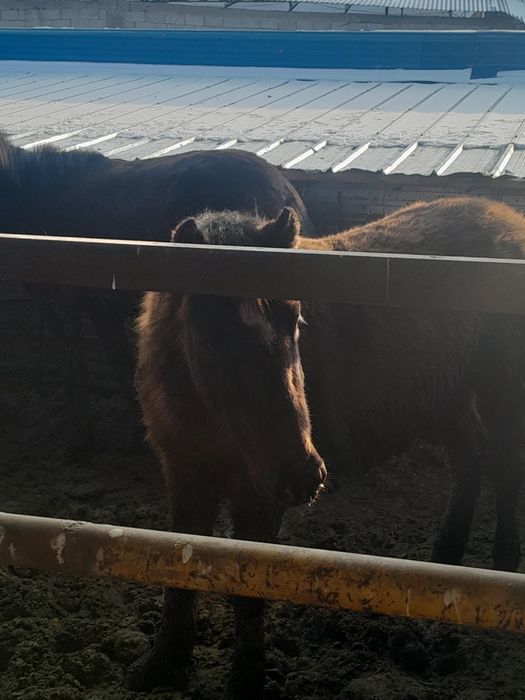 1.5 жасар сатылады