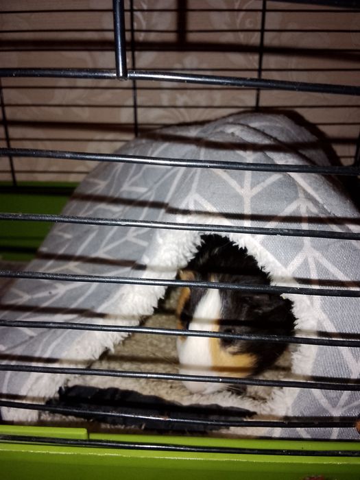 Морская свинка мальчик