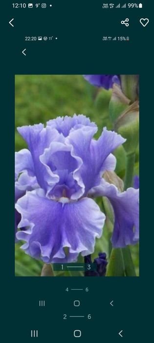 Ромашка белая крупная