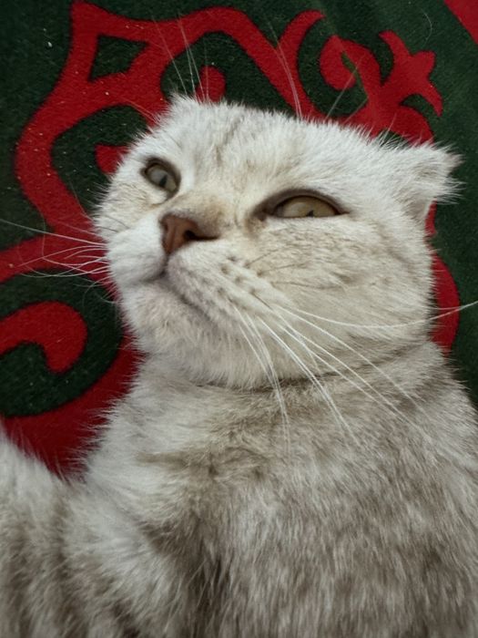 кошка шотландска вислоухая