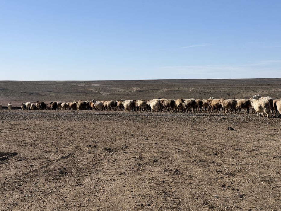 Қой, қозы, ешкі, лақ (тек бірге сатылады)