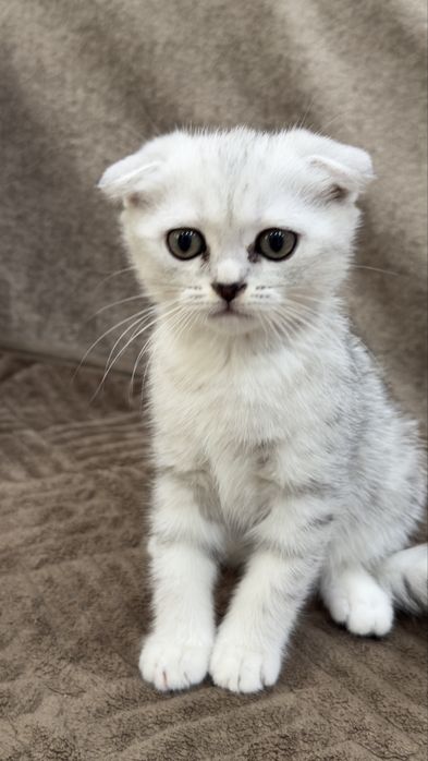 Породистые котята