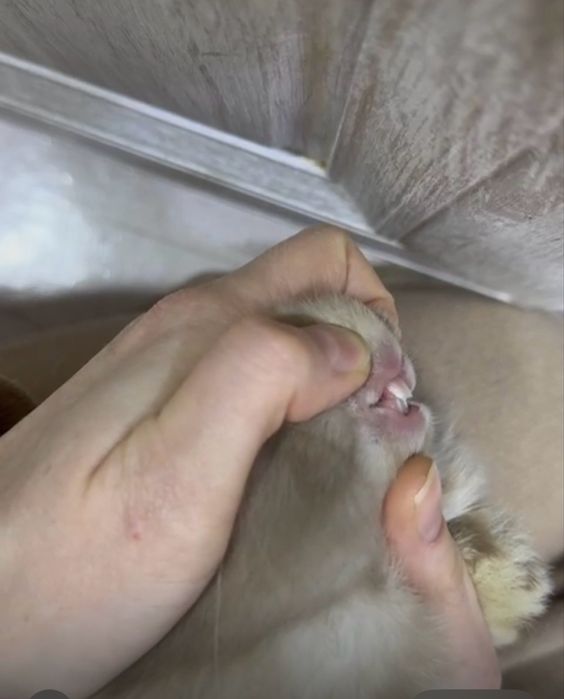 Декаративный кролик