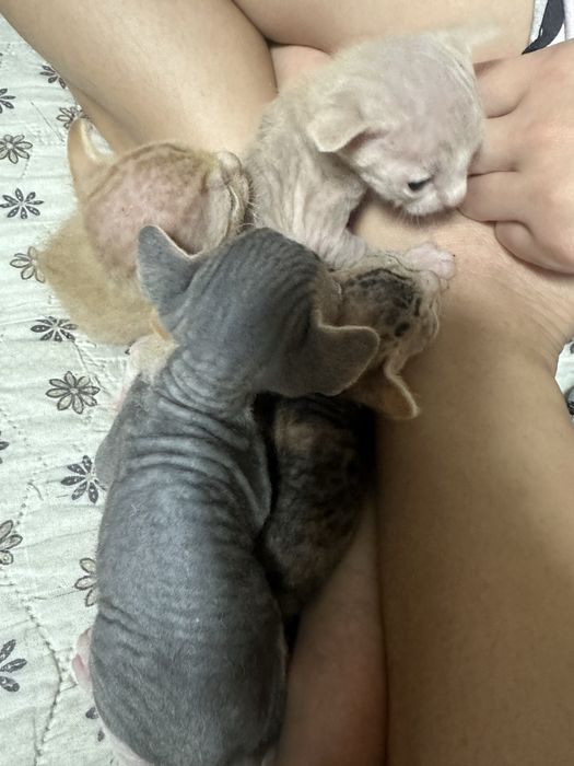 Донской сфинкс котята велюровые